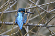 alcedo-atthis008.jpg