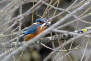 Alcedo atthis