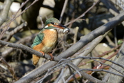 Alcedo atthis