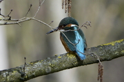 Alcedo atthis