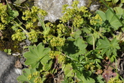 Alchemilla hybrida