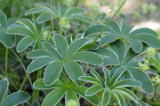Alchemilla