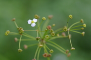 Alisma plantago-aquatica