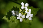 Alliaria petiolata
