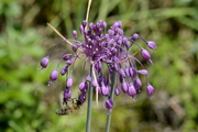 Allium carinatum