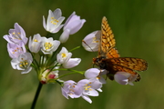 Allium roseum