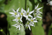 Allium ursinum