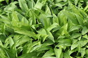 Allium ursinum