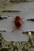 Allothrombium