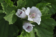Althaea officinalis