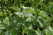 Althaea officinalis