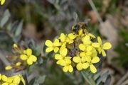 Alyssoides utriculata