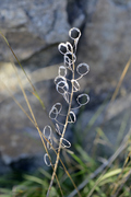 Alyssoides utriculata