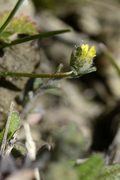 Alyssum alyssoides