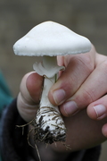Amanita virosa