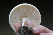 Amanita virosa