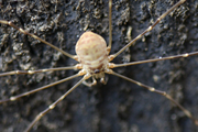 Amilenus aurantiacus
