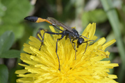 Ammophila