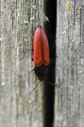 Ampedus