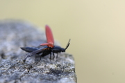Ampedus