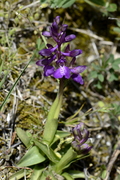 Anacamptis morio