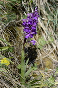 Anacamptis morio
