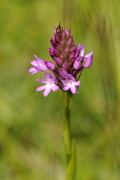Anacamptis pyramidalis