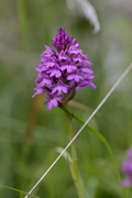 Anacamptis pyramidalis