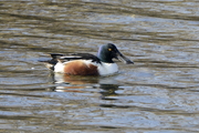 Anas clypeata