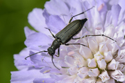 Anastrangalia dubia