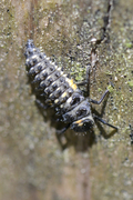 Anatis ocellata