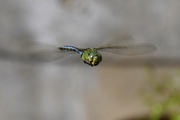 Anax imperator