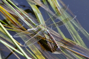 Anax imperator