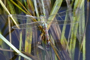 Anax imperator