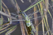 Anax imperator