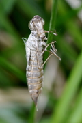 Anax imperator