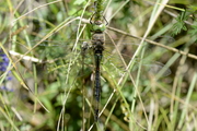 Anax parthenope