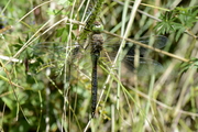Anax parthenope