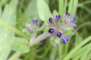 Anchusa officinalis