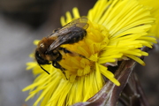 Andrena bicolor