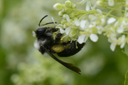 Andrena cineraria