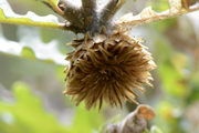 Andricus foecundatrix