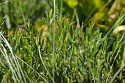 Andromeda polifolia