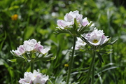 Anemone narcissiflora