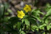Anemone ranunculoides