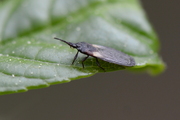 Aneurus