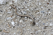 Squamata