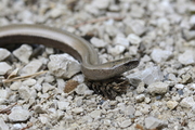 Anguis fragilis