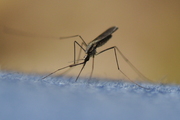 Anopheles