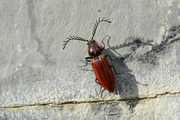 Anostirus purpureus